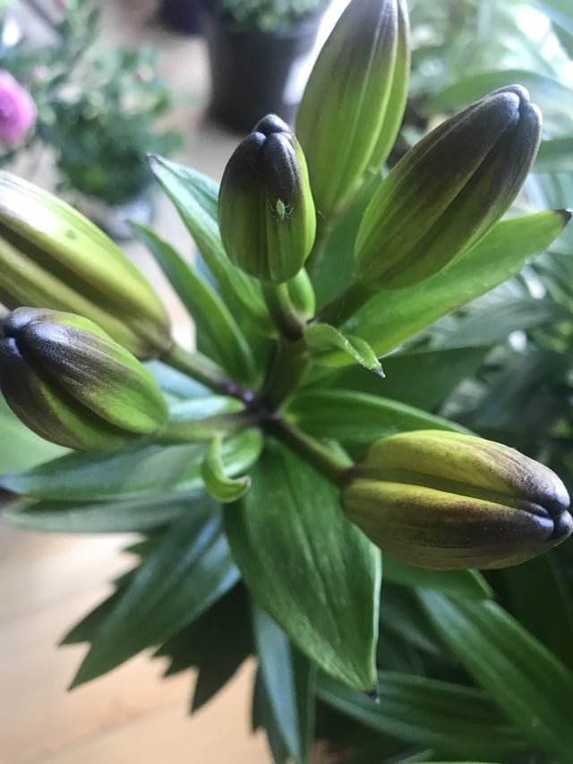 Will Diluted Vinegar Kill Plants in the Garden? What You Need to Know
