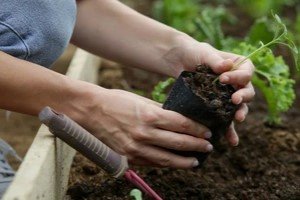How to Fix Compacted Soil in Vegetable Garden for Healthier Plant Growth