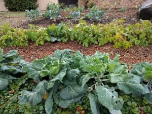Can You Use Wood Mulch in a Vegetable Garden? Benefits, Risks, and Best Practices