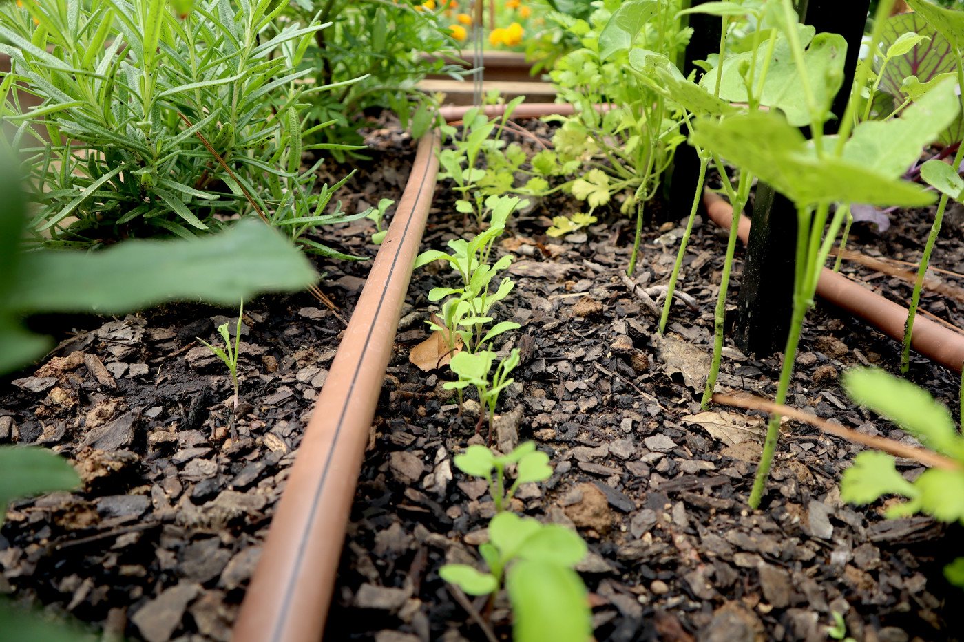 How to Get Rid of Weeds in Your Garden: 10 Effective, Easy Methods