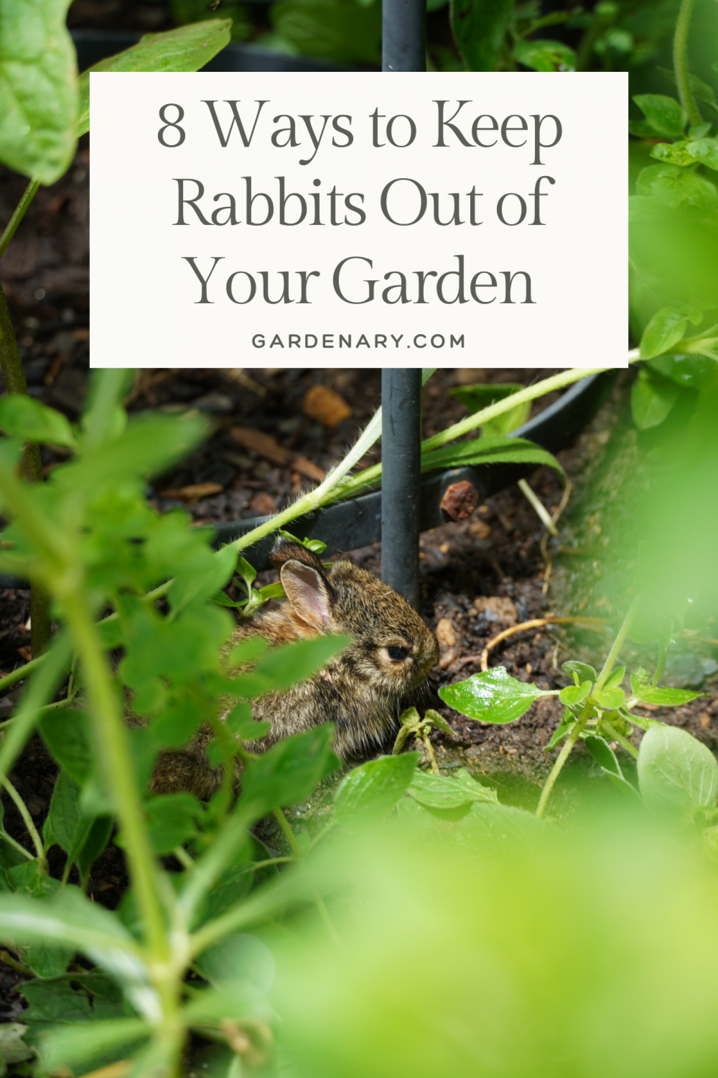 How to Keep Rabbits Out of Garden: 15 Effective and Humane Ways
