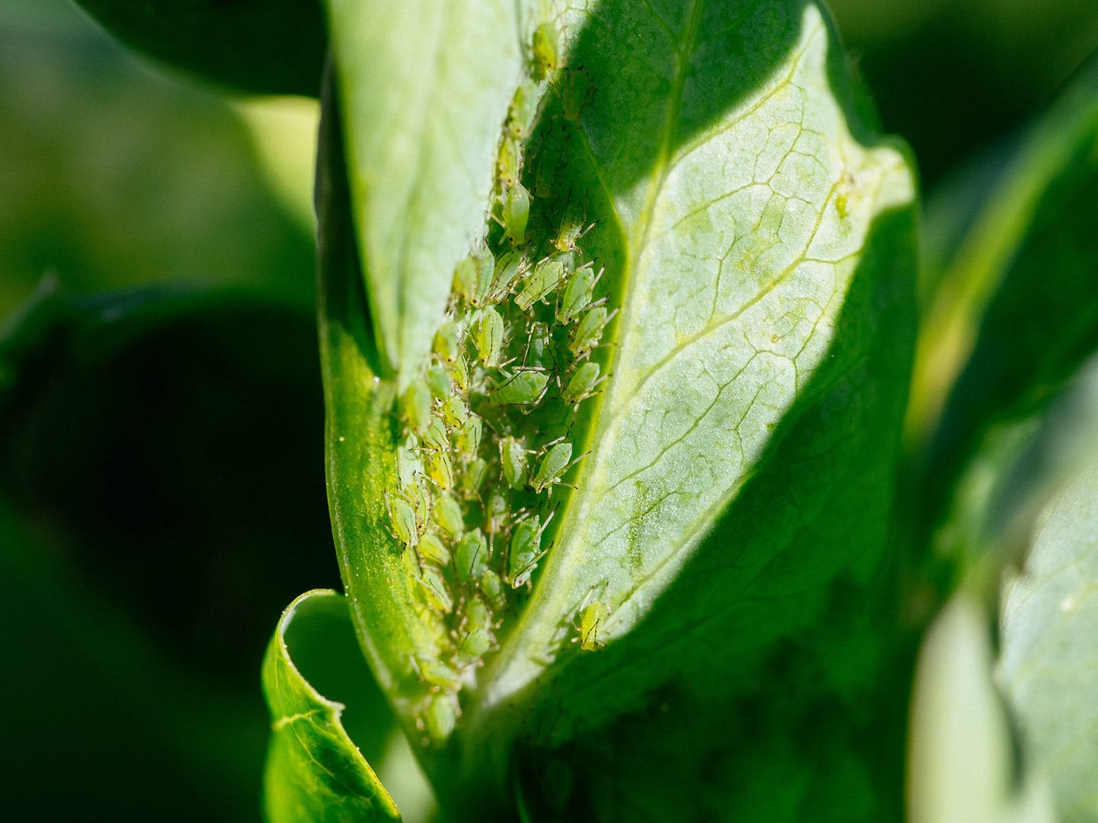 How to Get Rid of Aphids in Your Garden: Effective Natural and Chemical Control Methods