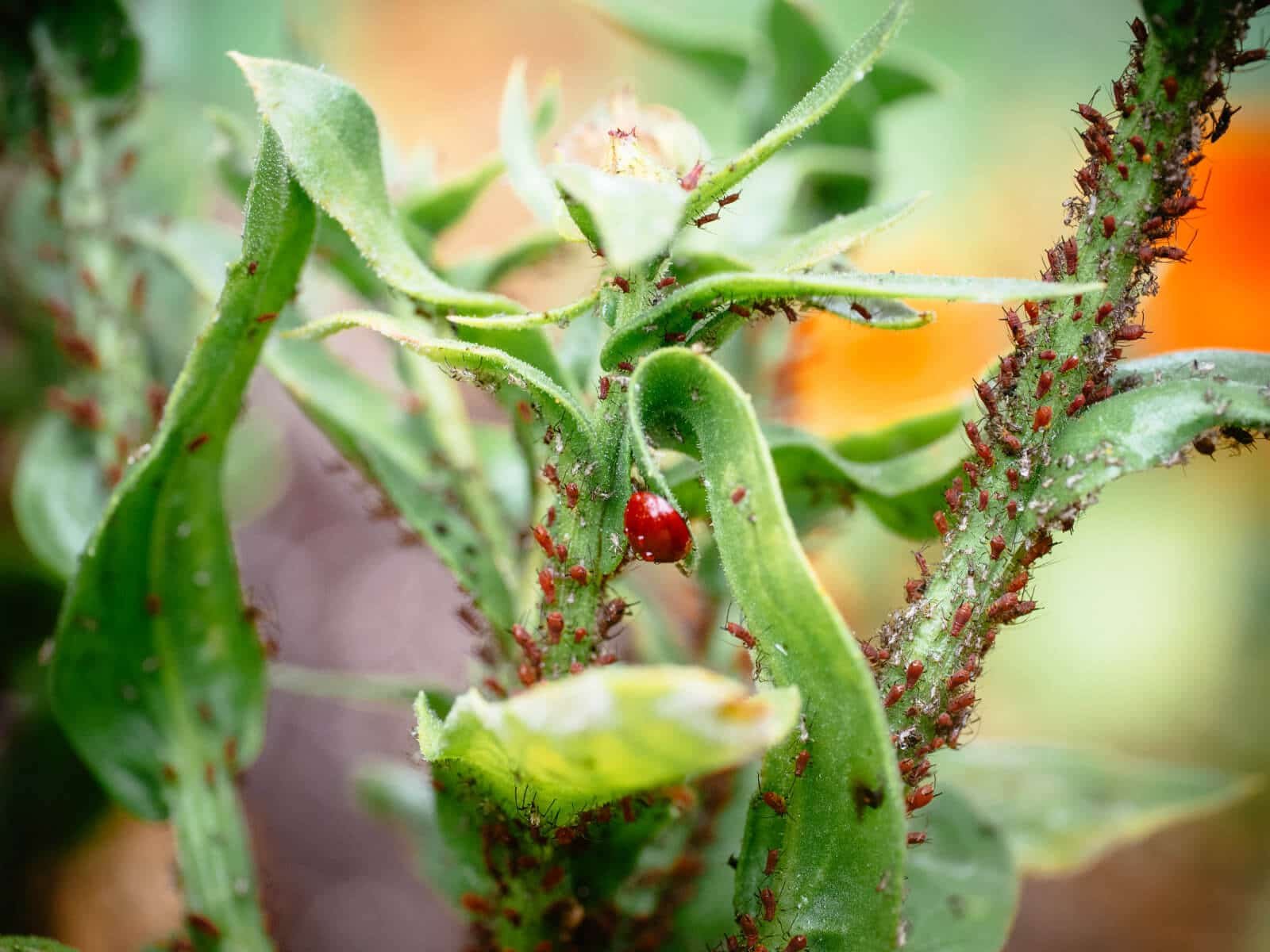 How to Get Rid of Aphids in Your Garden: Effective Natural and Chemical Control Methods