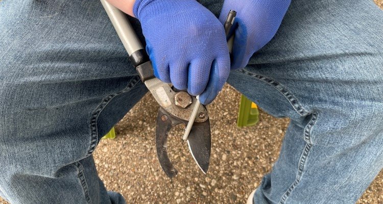 How to Sharpen Garden Clippers for Clean, Easy Cuts