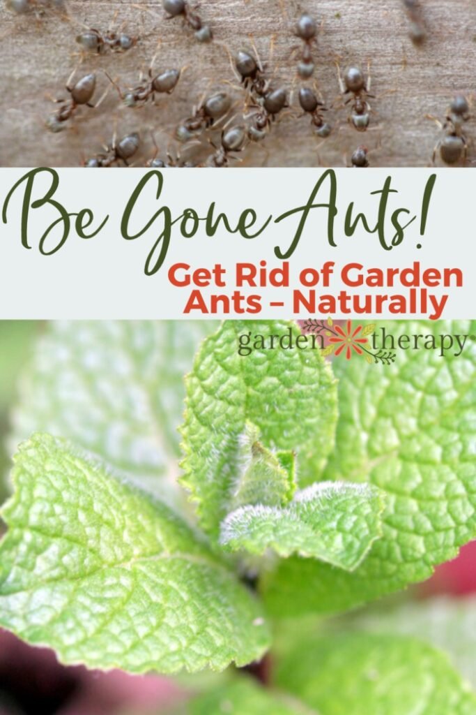 Should I Kill Ants in My Garden? What You Need to Know
