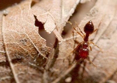 How to Kill Fire Ants in Garden: Safe, Fast, and Effective Control Methods