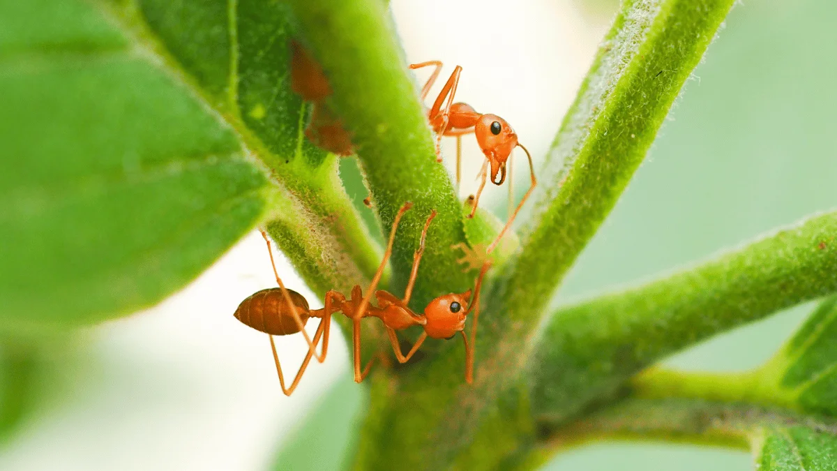 How to Keep Ants Out of Your Veggie Garden Naturally and Effectively