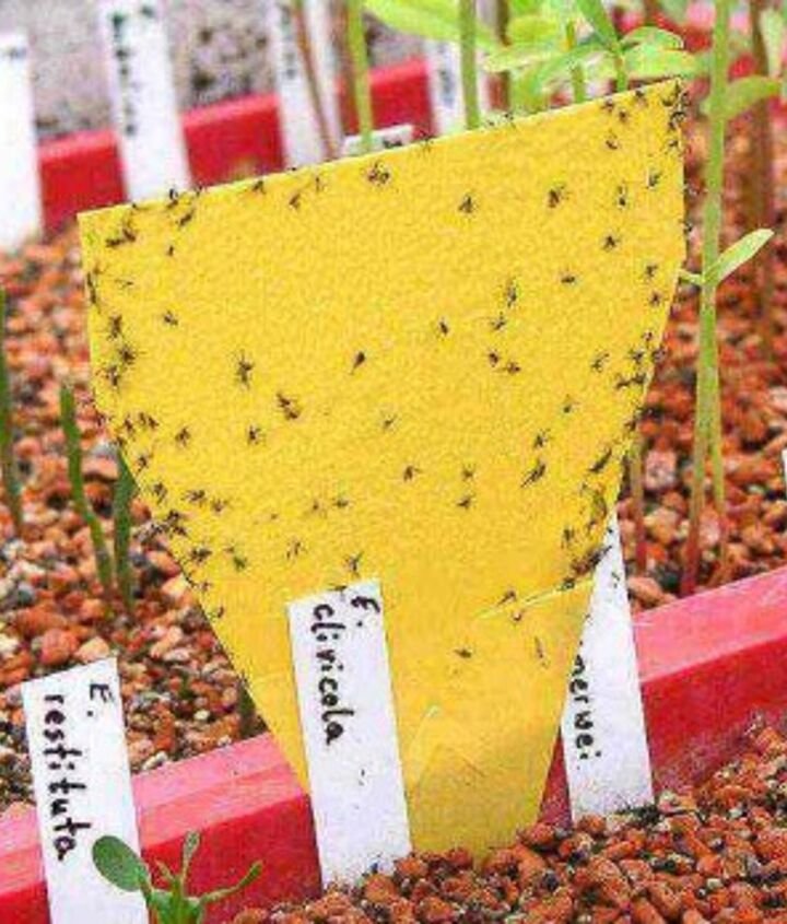 How to Get Rid of Garden Gnats Naturally and Effectively