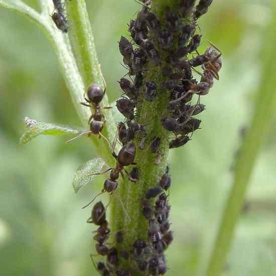 How to Keep Ants Out of Your Veggie Garden Naturally and Effectively