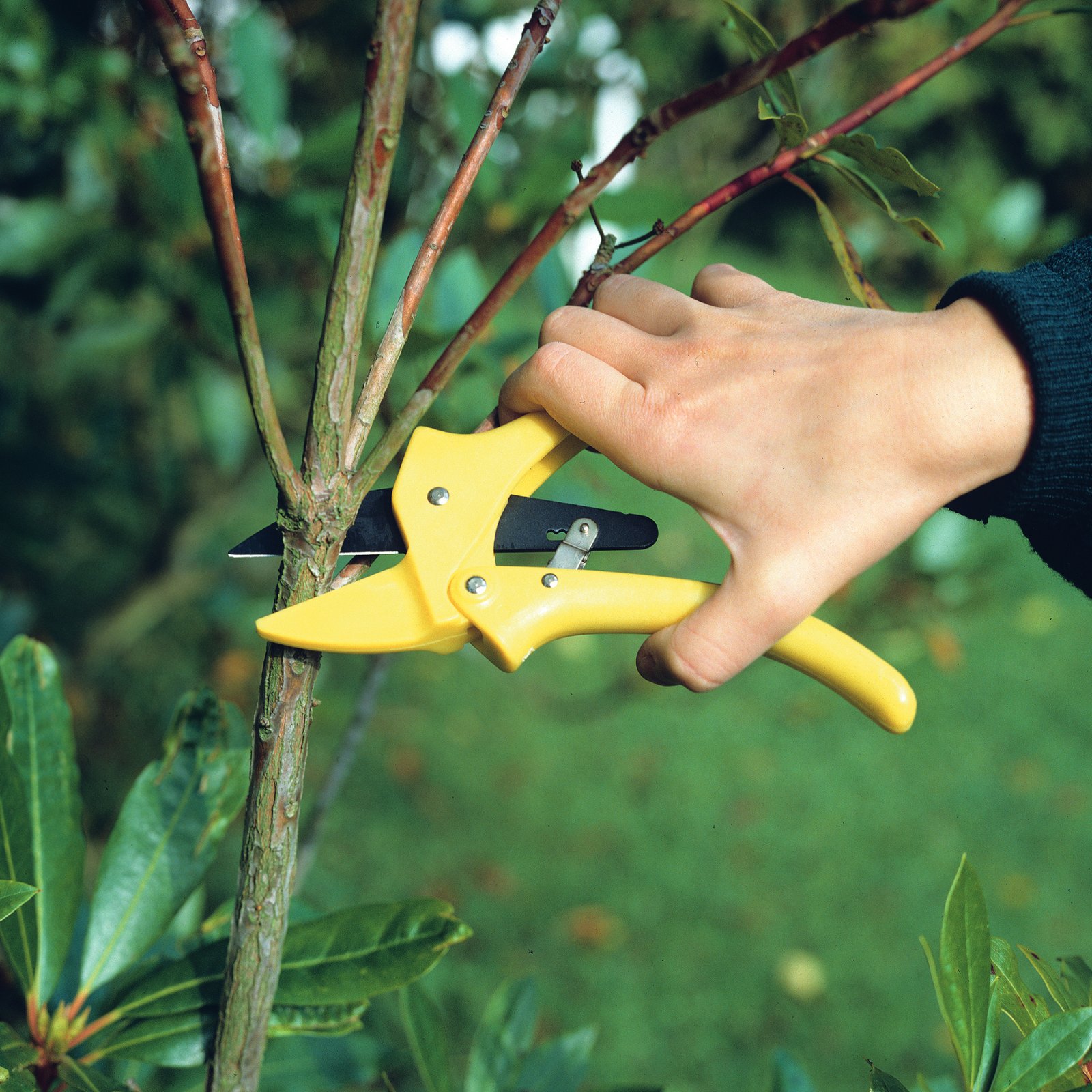 How to Clean Garden Pruners for Sharp, Healthy Cuts and Longer Tool Life