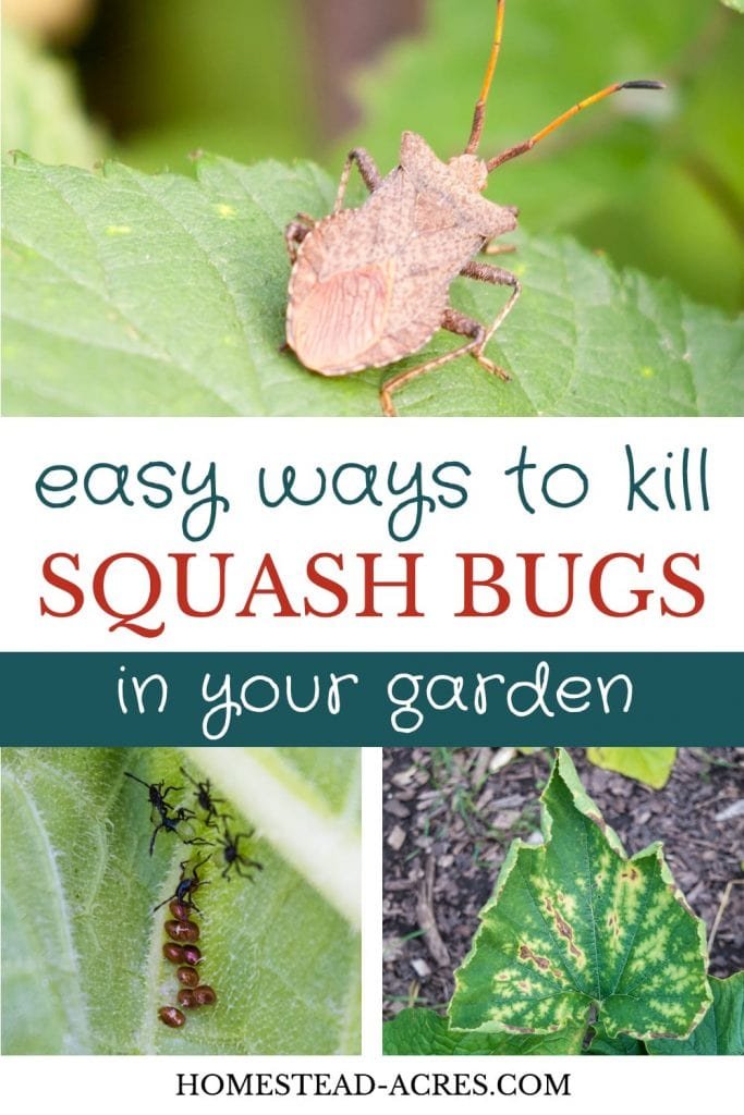 How to Get Rid of Squash Bugs in the Garden: Effective Natural and Organic Control Tips