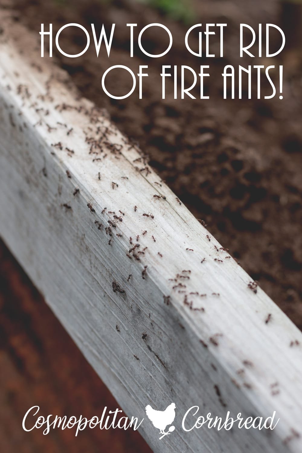 How to Kill Fire Ants in Garden: Safe, Fast, and Effective Control Methods