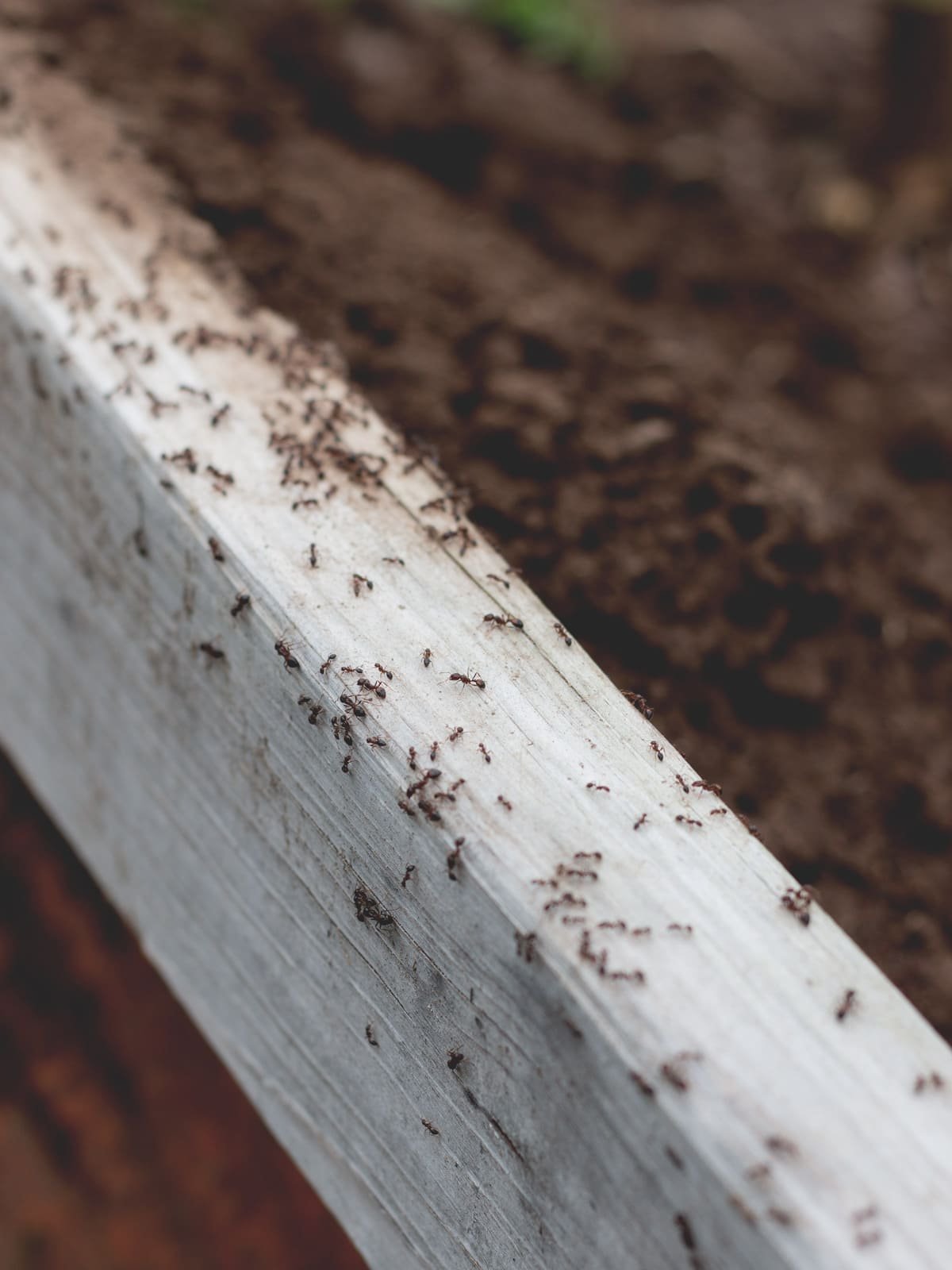 How to Kill Fire Ants in Garden: Safe, Fast, and Effective Control Methods