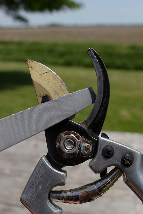 How to Sharpen Garden Clippers for Clean, Easy Cuts
