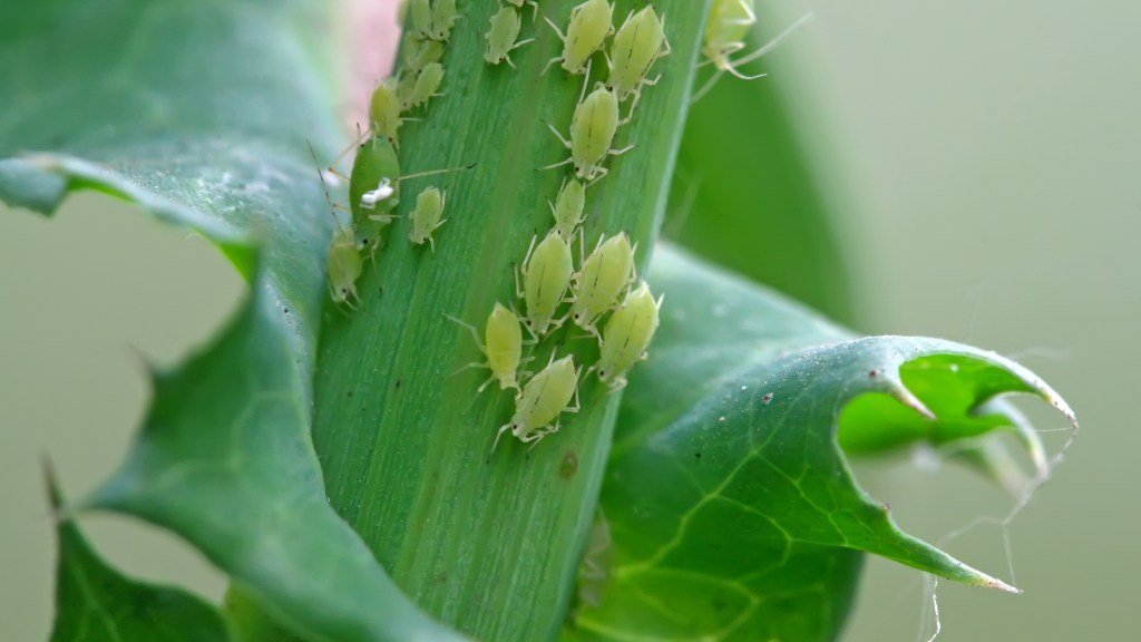 How to Get Rid of Aphids in Your Garden: Effective Natural and Chemical Control Methods