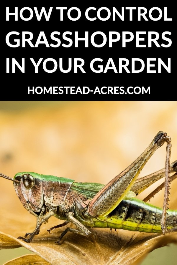 How to Get Rid of Grasshoppers in Your Garden: Effective Natural and Safe Control Methods
