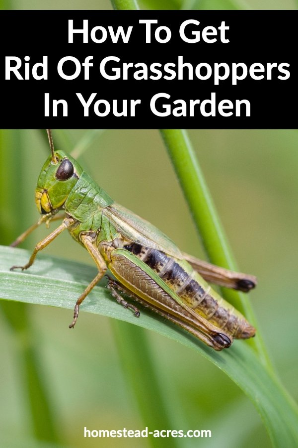 How to Get Rid of Grasshoppers in Your Garden: Effective Natural and Safe Control Methods