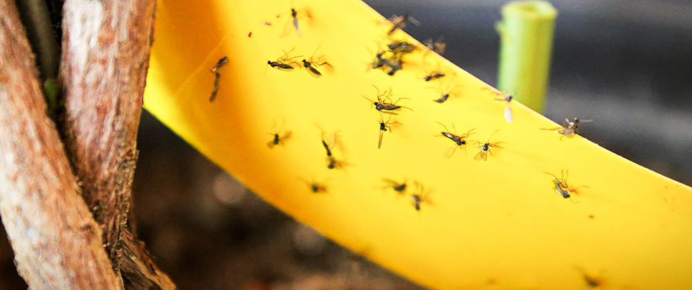 How to Get Rid of Garden Gnats Naturally and Effectively