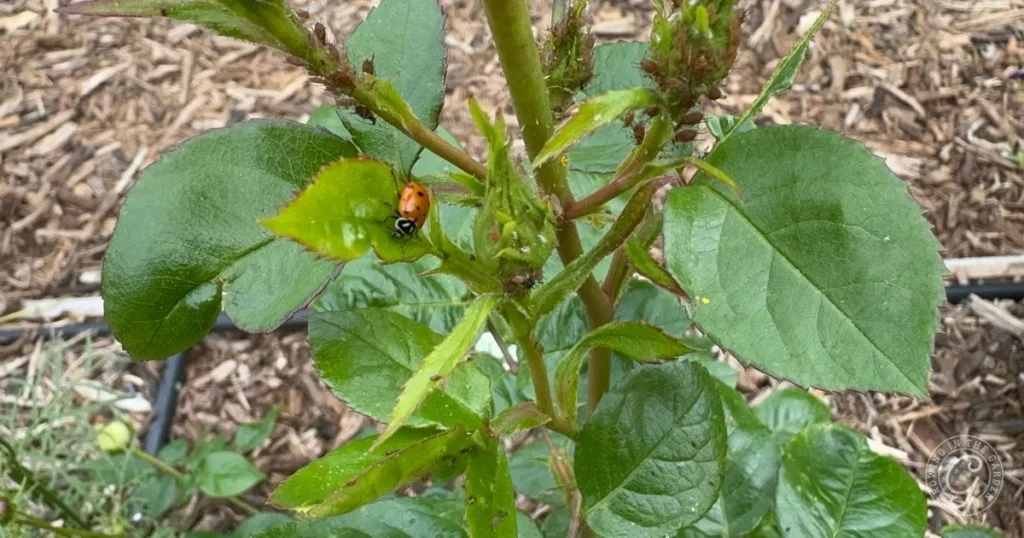 How to Get Rid of Aphids in Your Garden: Effective Natural and Chemical Control Methods