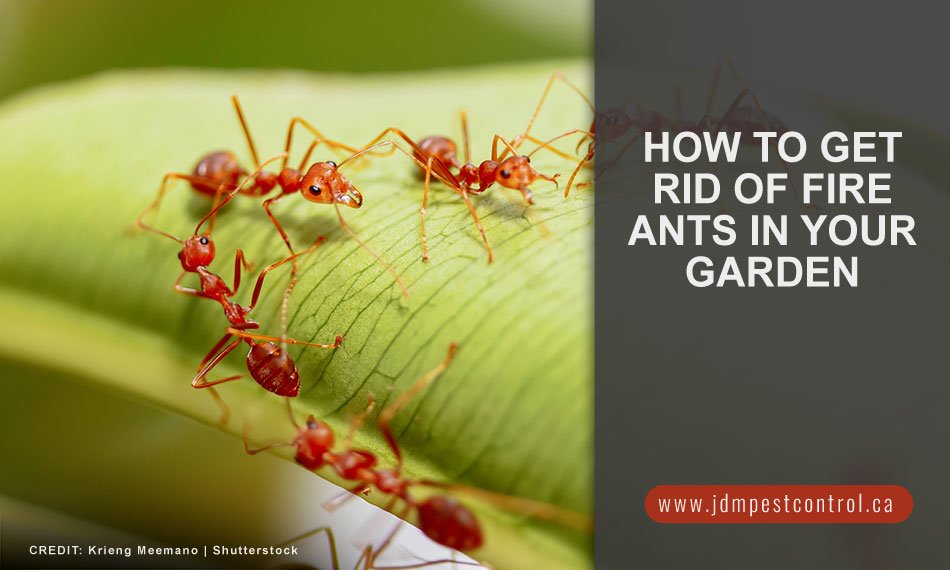 How to Kill Fire Ants in Garden: Safe, Fast, and Effective Control Methods