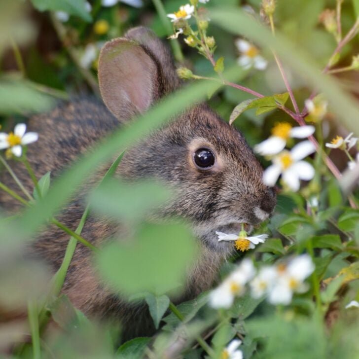 How to Keep Rabbits Out of Garden: 15 Effective and Humane Ways