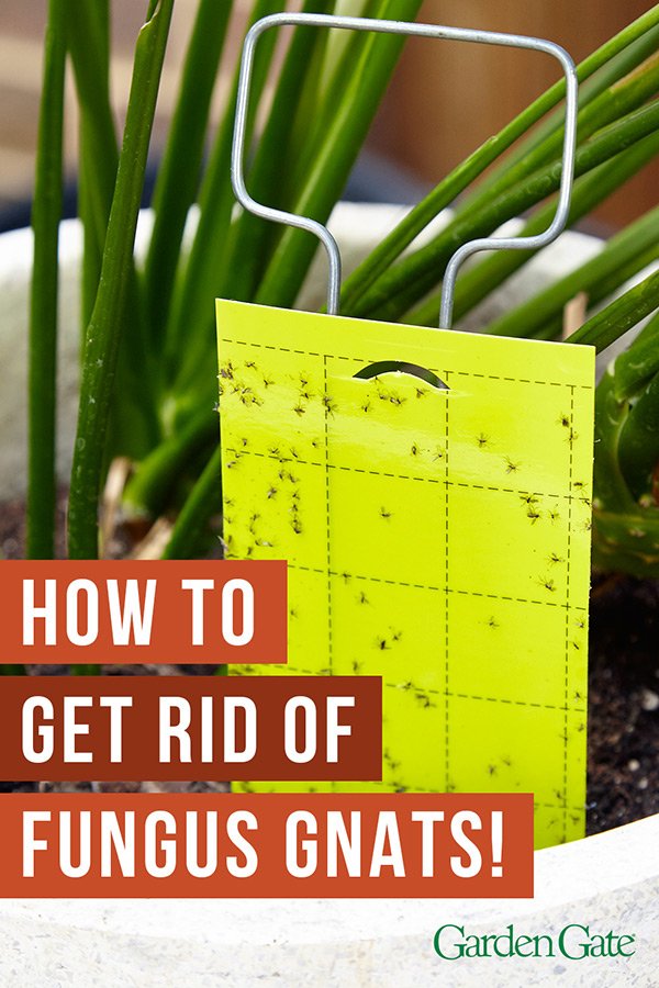 How to Get Rid of Garden Gnats Naturally and Effectively