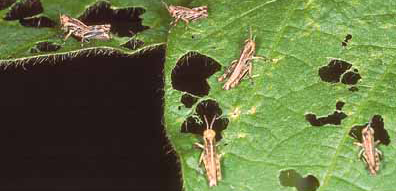 How to Get Rid of Grasshoppers in Your Garden: Effective Natural and Safe Control Methods
