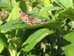 How to Get Rid of Grasshoppers in Your Garden: Effective Natural and Safe Control Methods
