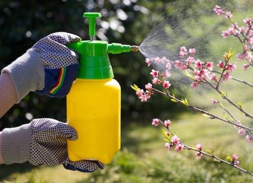 How to Use Castor Oil in the Garden: Benefits, Methods, and Best Practices