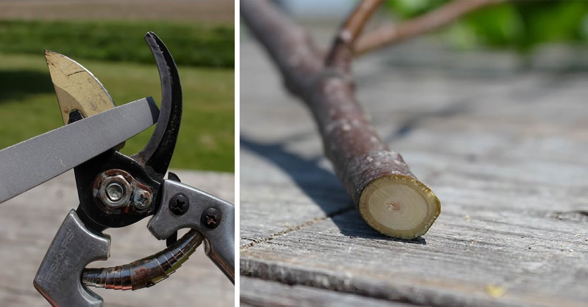 How to Sharpen Garden Clippers for Clean, Easy Cuts