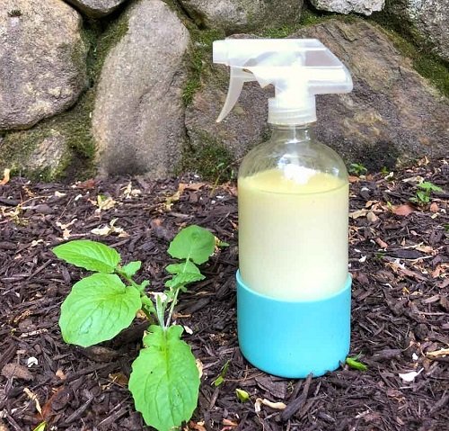 How to Use Castor Oil in the Garden: Benefits, Methods, and Best Practices