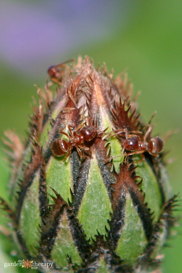Should I Kill Ants in My Garden? What You Need to Know