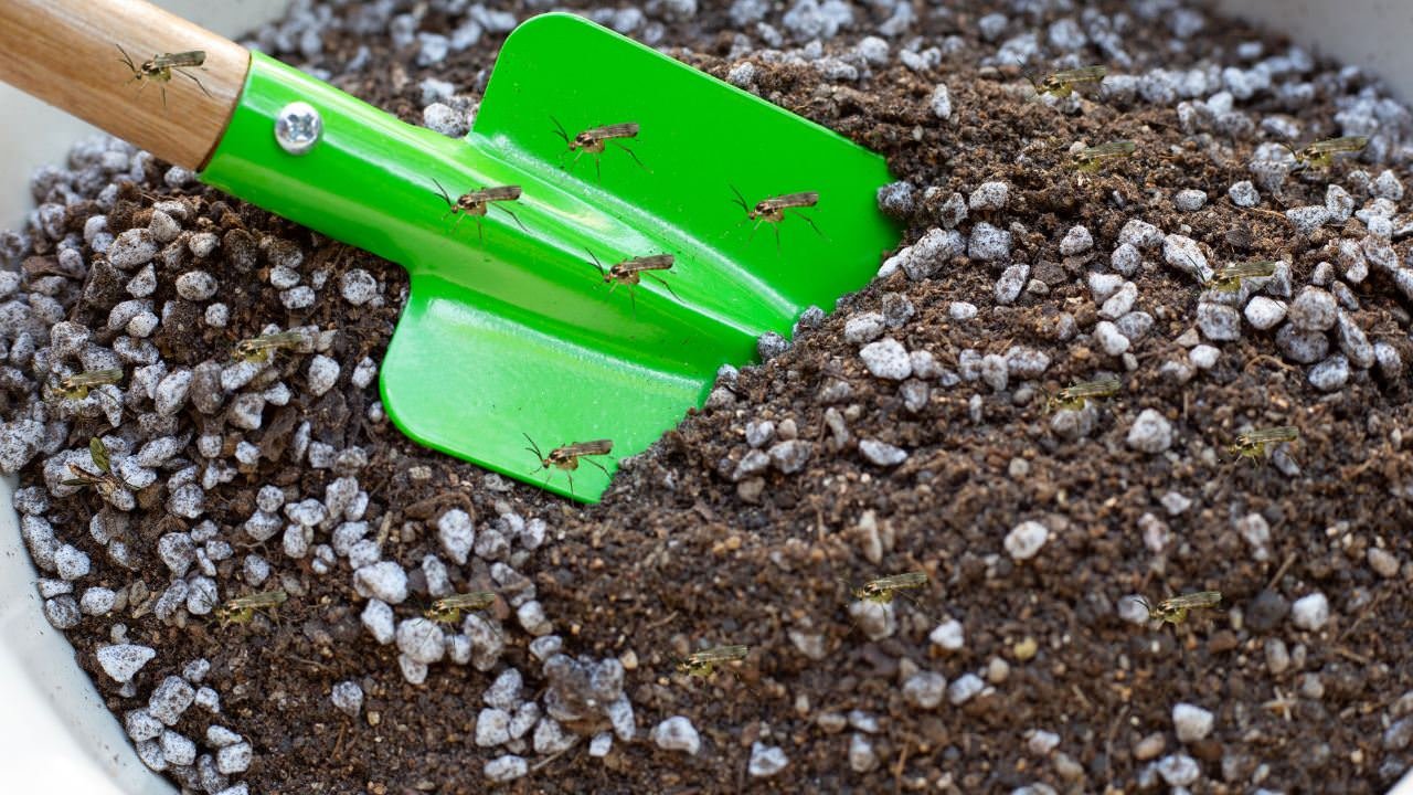 How to Get Rid of Garden Gnats Naturally and Effectively