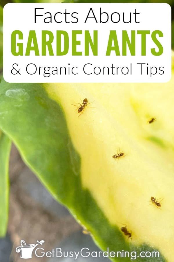 Should I Kill Ants in My Garden? What You Need to Know