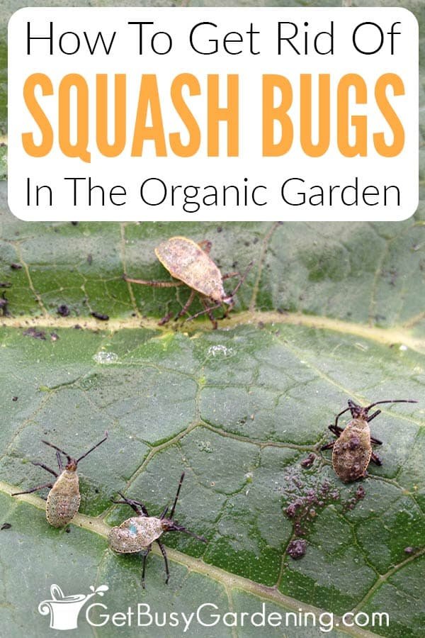 How to Get Rid of Squash Bugs in the Garden: Effective Natural and Organic Control Tips