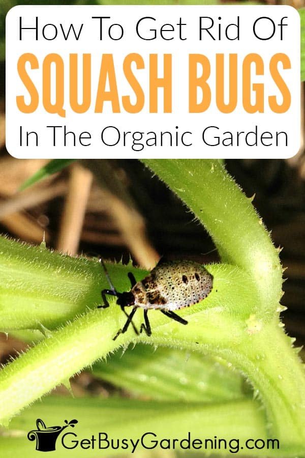 How to Get Rid of Squash Bugs in the Garden: Effective Natural and Organic Control Tips