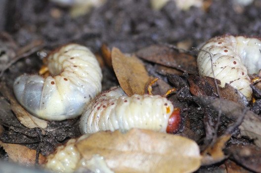 How to Get Rid of Grubs in Garden: Proven Natural and Effective Methods