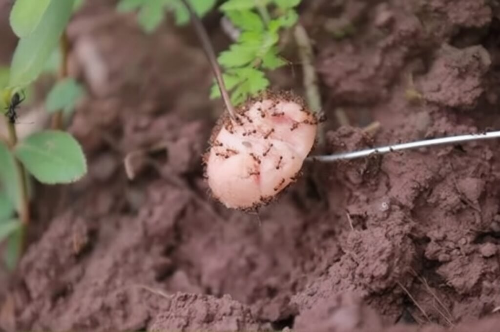 How to Keep Ants Out of Your Veggie Garden Naturally and Effectively