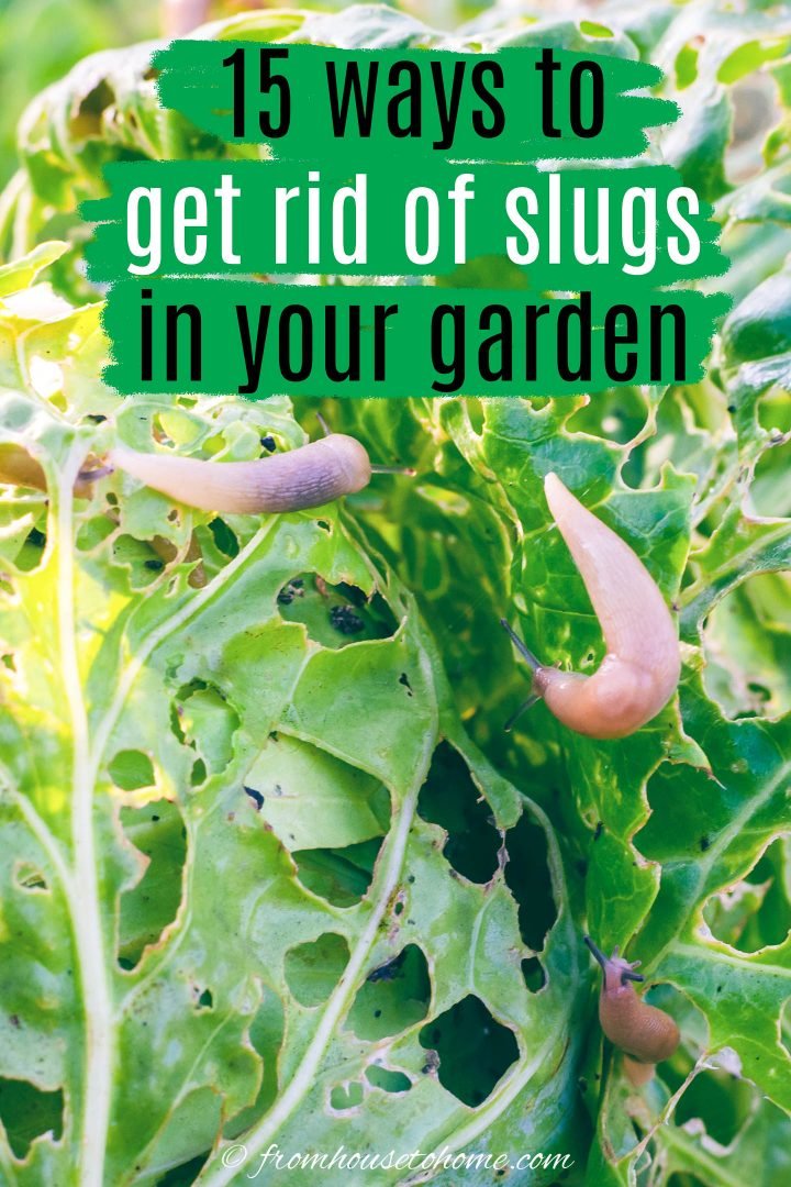 How to Get Rid of Slugs in the Garden: 15 Effective Natural and Easy Methods