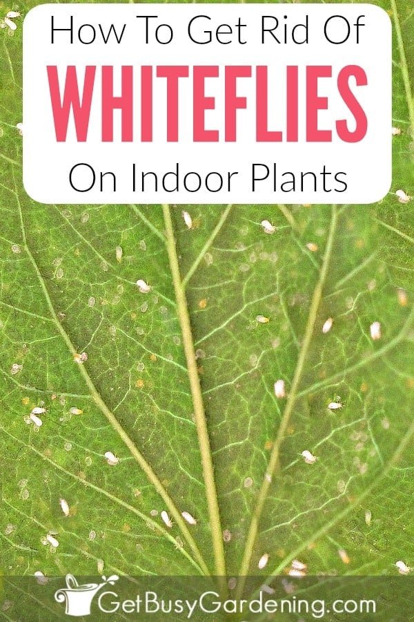 How to Get Rid of Whiteflies in Garden: Proven Natural and Effective Control Tips