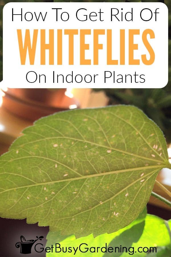 How to Get Rid of Whiteflies in Garden: Proven Natural and Effective Control Tips
