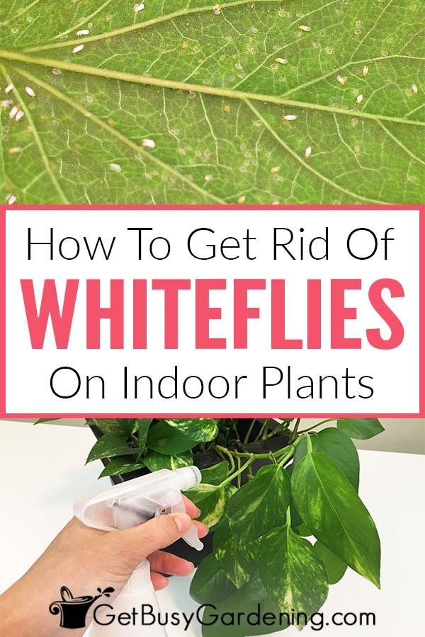 How to Get Rid of Whiteflies in Garden: Proven Natural and Effective Control Tips