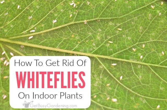 How to Get Rid of Whiteflies in Garden: Proven Natural and Effective Control Tips