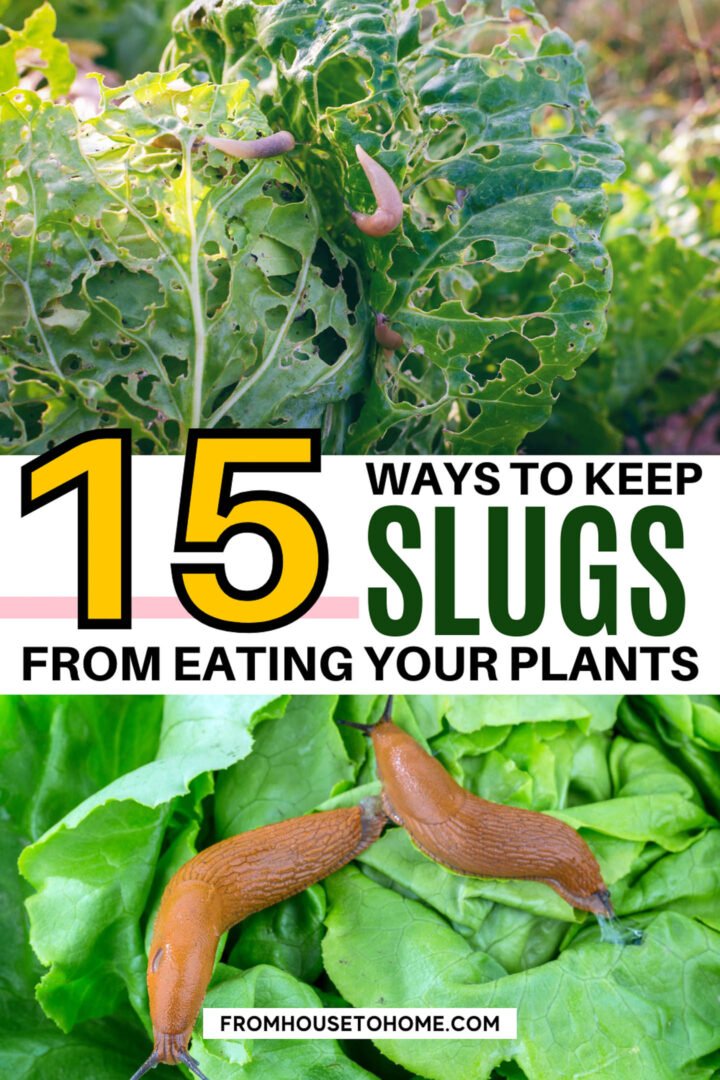 How to Get Rid of Slugs in the Garden: 15 Effective Natural and Easy Methods