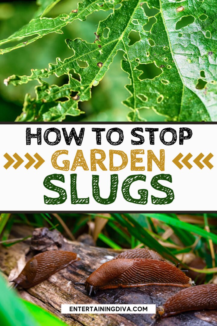 How to Get Rid of Slugs in the Garden: 15 Effective Natural and Easy Methods