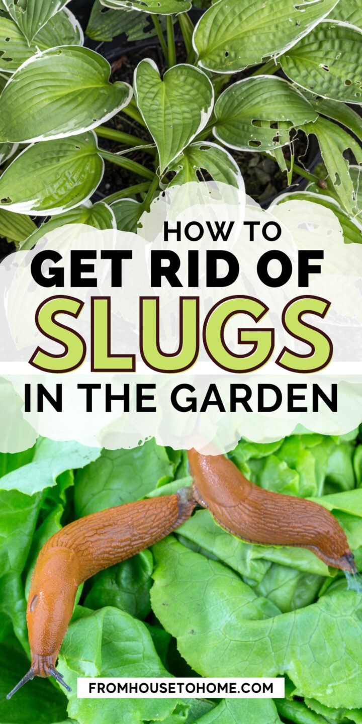 How to Get Rid of Slugs in the Garden: 15 Effective Natural and Easy Methods