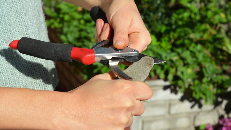 How to Sharpen Garden Shears: Easy Step-by-Step Guide for Clean Cuts