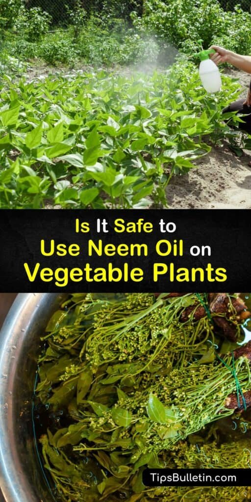 Can You Use Neem Oil on a Vegetable Garden? Benefits, Safety, and Best Practices