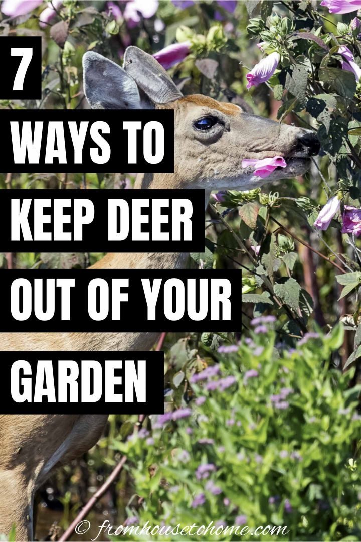 How to Keep Deer Out of Your Garden: Proven Tips to Protect Plants Naturally