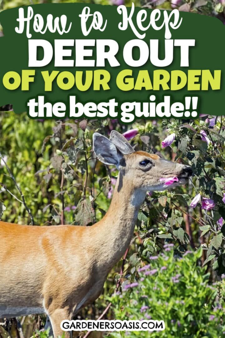 How to Keep Deer Out of Your Garden: Proven Tips to Protect Plants Naturally